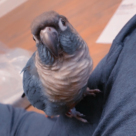 carolinariverr